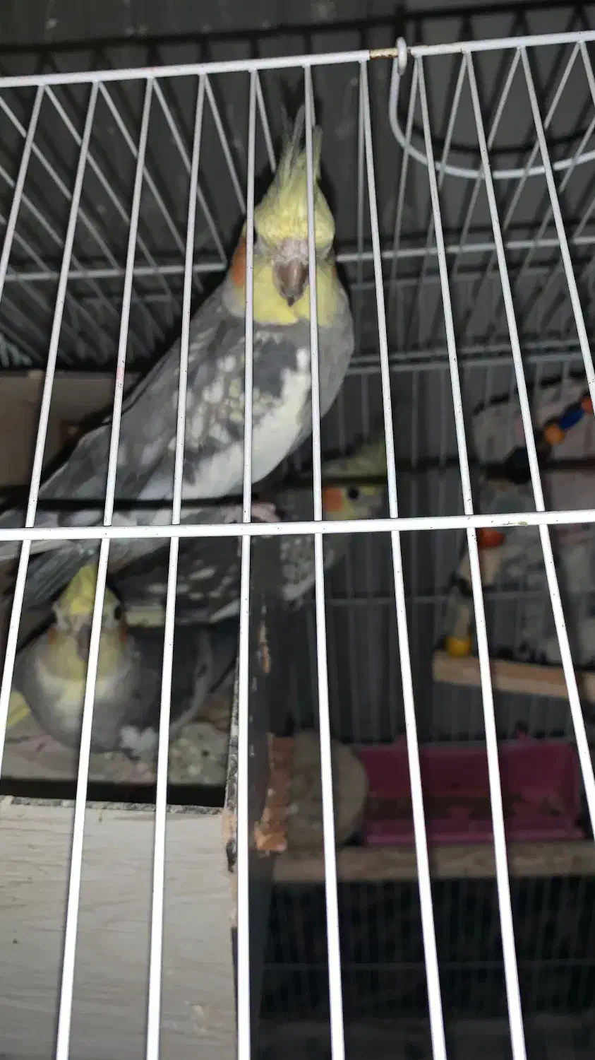 سه عدد عروس هلندی دو ماده و یک نر و دو عدد خرگوش|پرنده|کلاچای, |دیوار