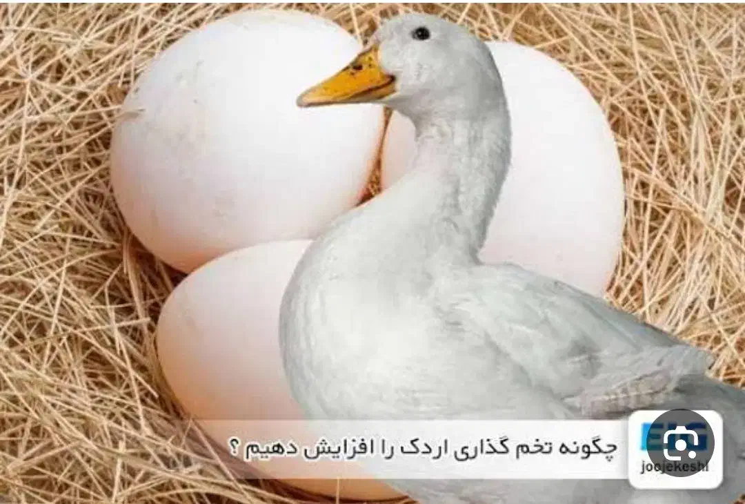 اردک تخم گذار|حیوانات مزرعه|لاهیجان, لاشیدان|دیوار