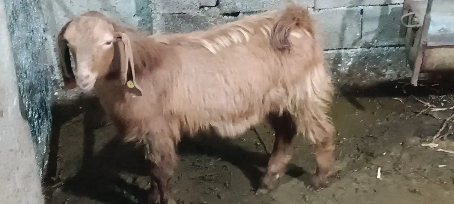 سه عدد بز پاکستانی|حیوانات مزرعه|جلین, |دیوار