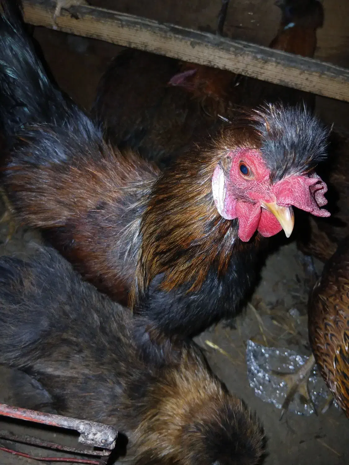 4عددمرغ 1عدد خروس|حیوانات مزرعه|بندر ترکمن, |دیوار