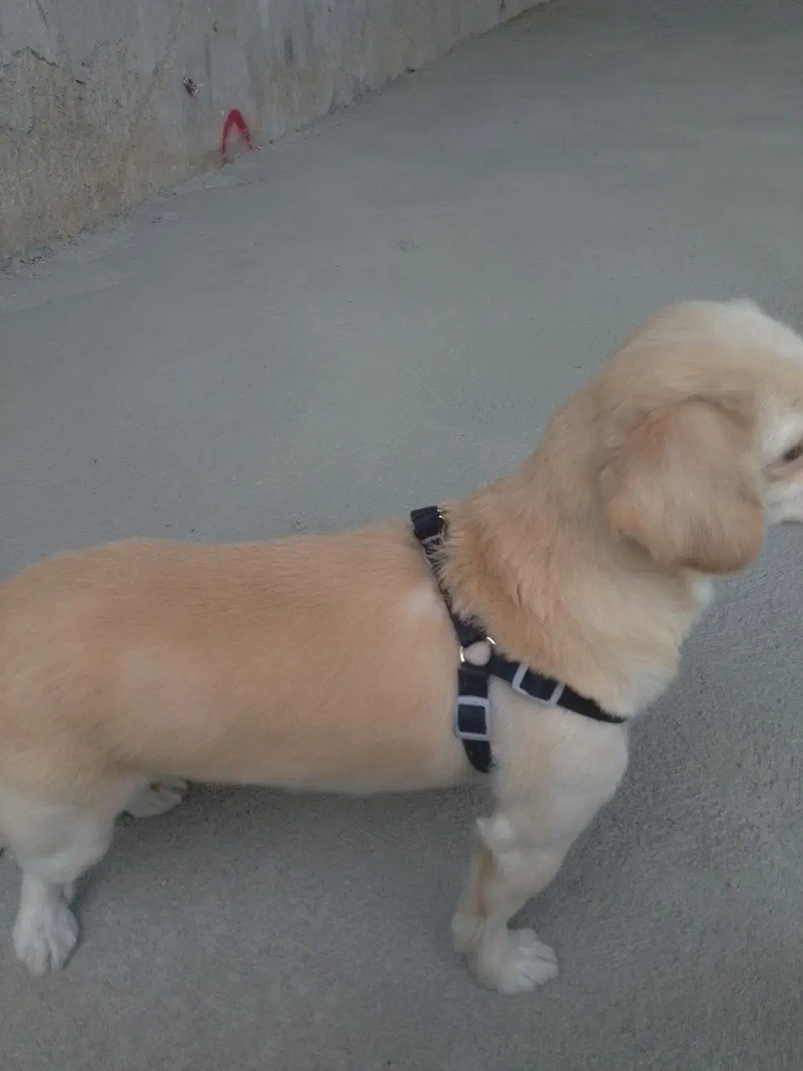 سگ اشپیز|سگ|تهران, شهرک فردوس (حسینی)|دیوار