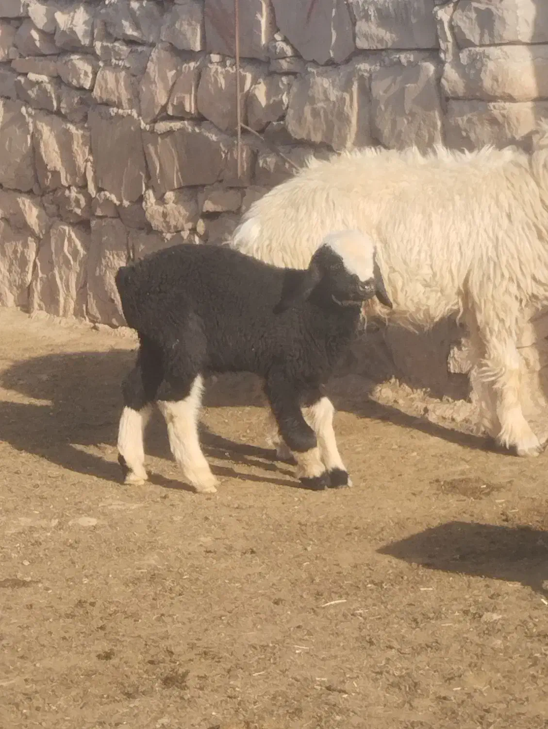 بره نر|حیوانات مزرعه|مسجد سلیمان, |دیوار