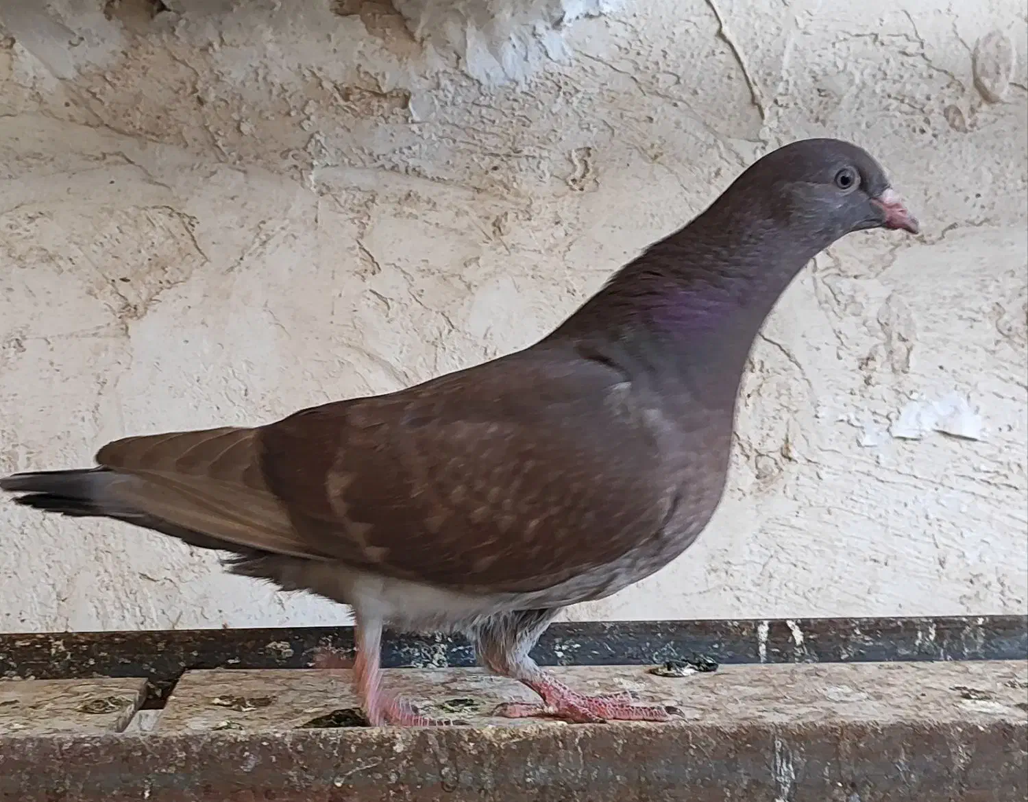 شامی سرکه ای|پرنده|اقبالیه, |دیوار