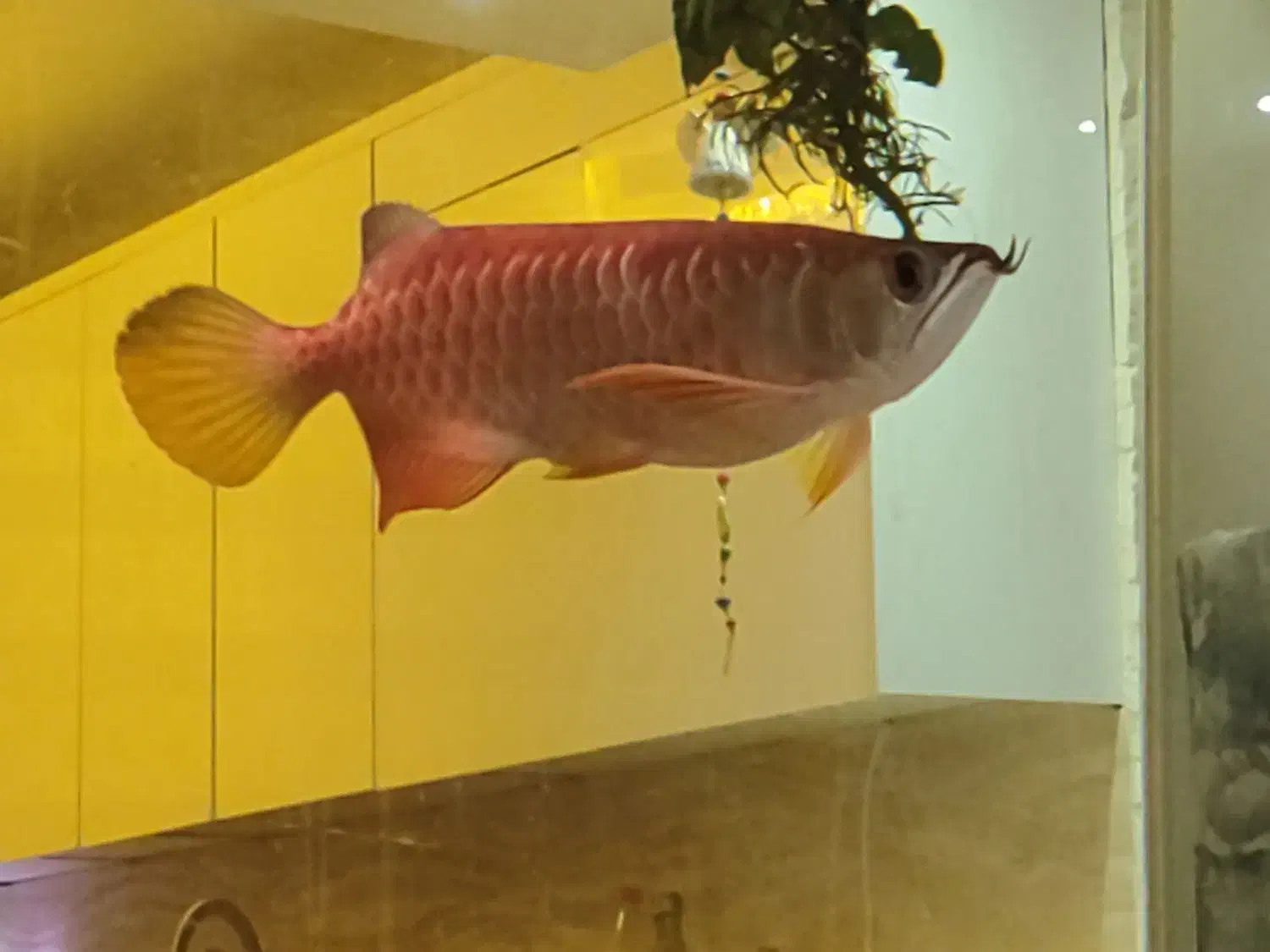 آروانای های بک گلدن 27 سانتی سالم|ماهی|تهران, ارامنه|دیوار