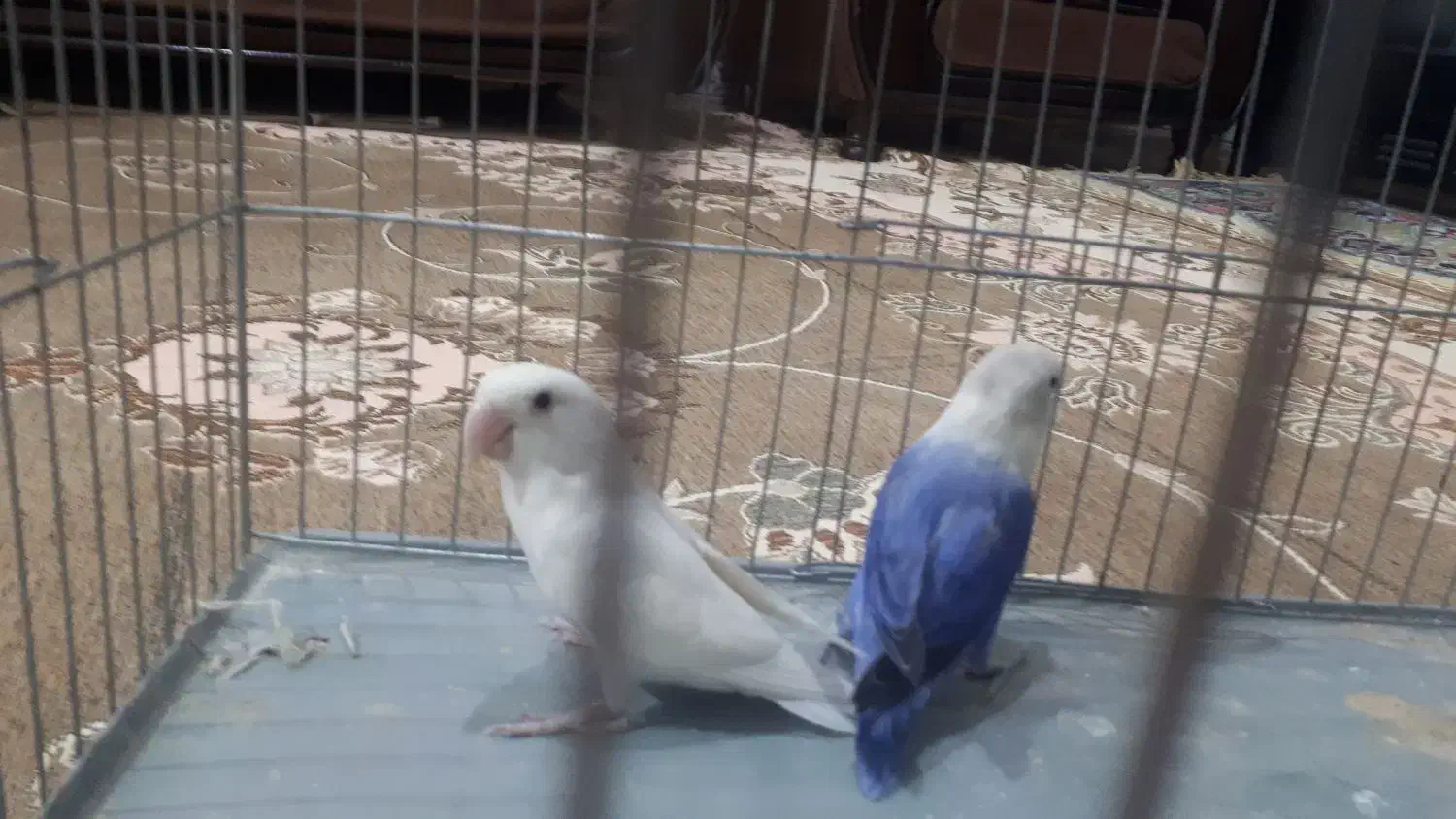 طوطی برزیلی رنگی که تو صحنه پیدا نمیکنی|پرنده|صحنه, |دیوار