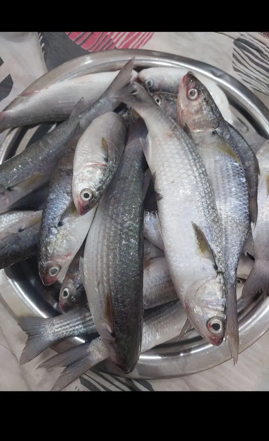 ماهی گاریز و میگو|ماهی|قشم, |دیوار