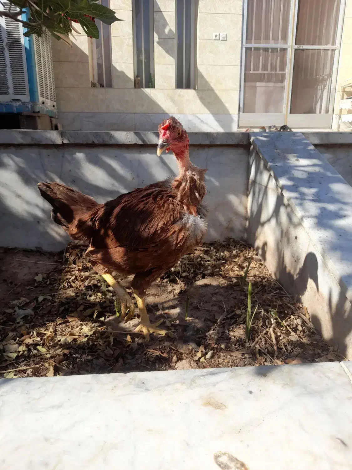 مرغ محلی گردن غاز جوان|حیوانات مزرعه|کرمان, |دیوار