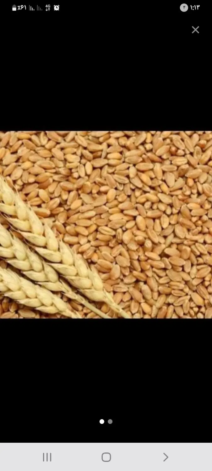 گندم|گل و گیاه طبیعی|گرمسار, |دیوار
