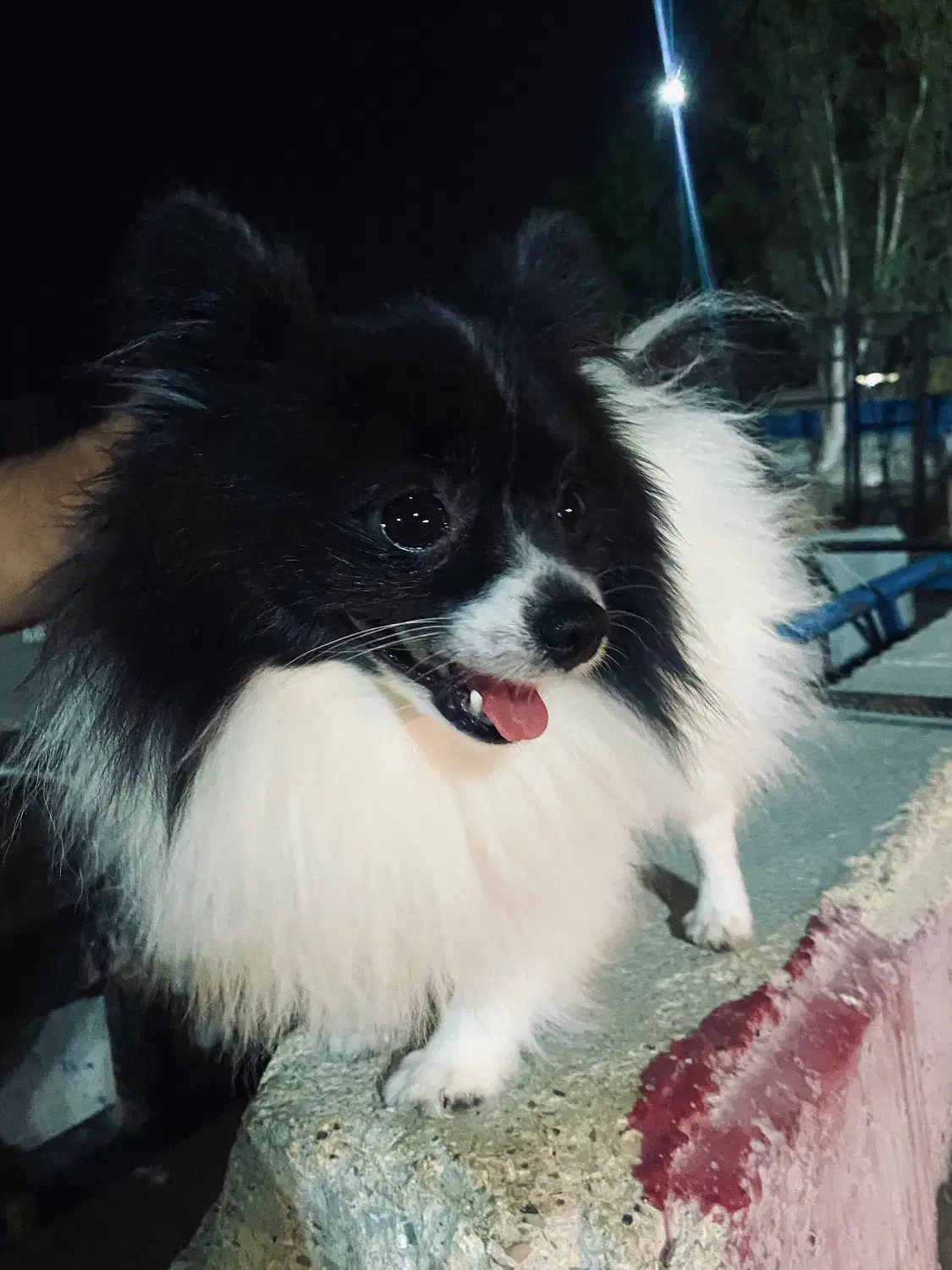 گمشده سگ|حیوانات|بندرعباس, |دیوار