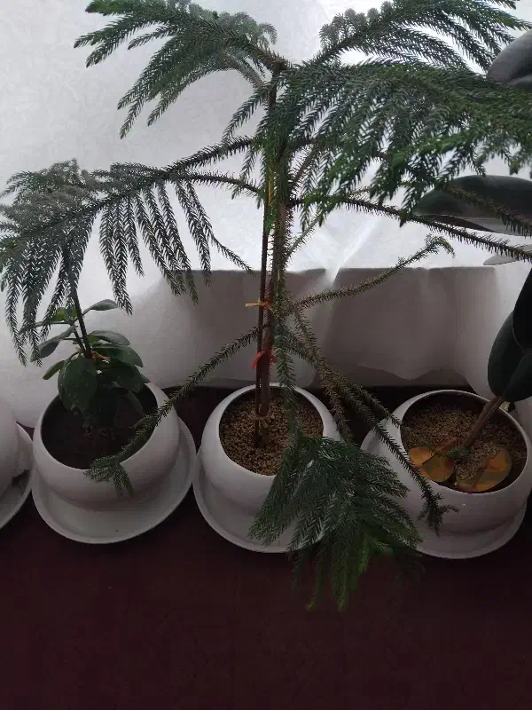 هرس باغ انگور|خدمات باغبانی و درختکاری|ملکان, |دیوار