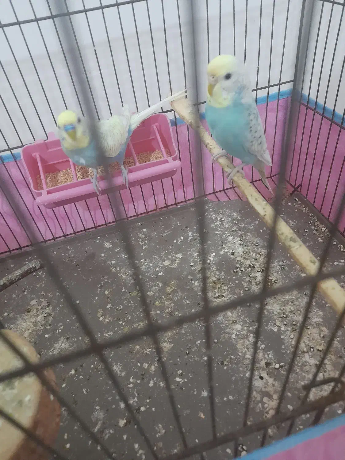 مرغ عشق رینبو مولد صددرصد|پرنده|لاهیجان, خمیر کلایه|دیوار