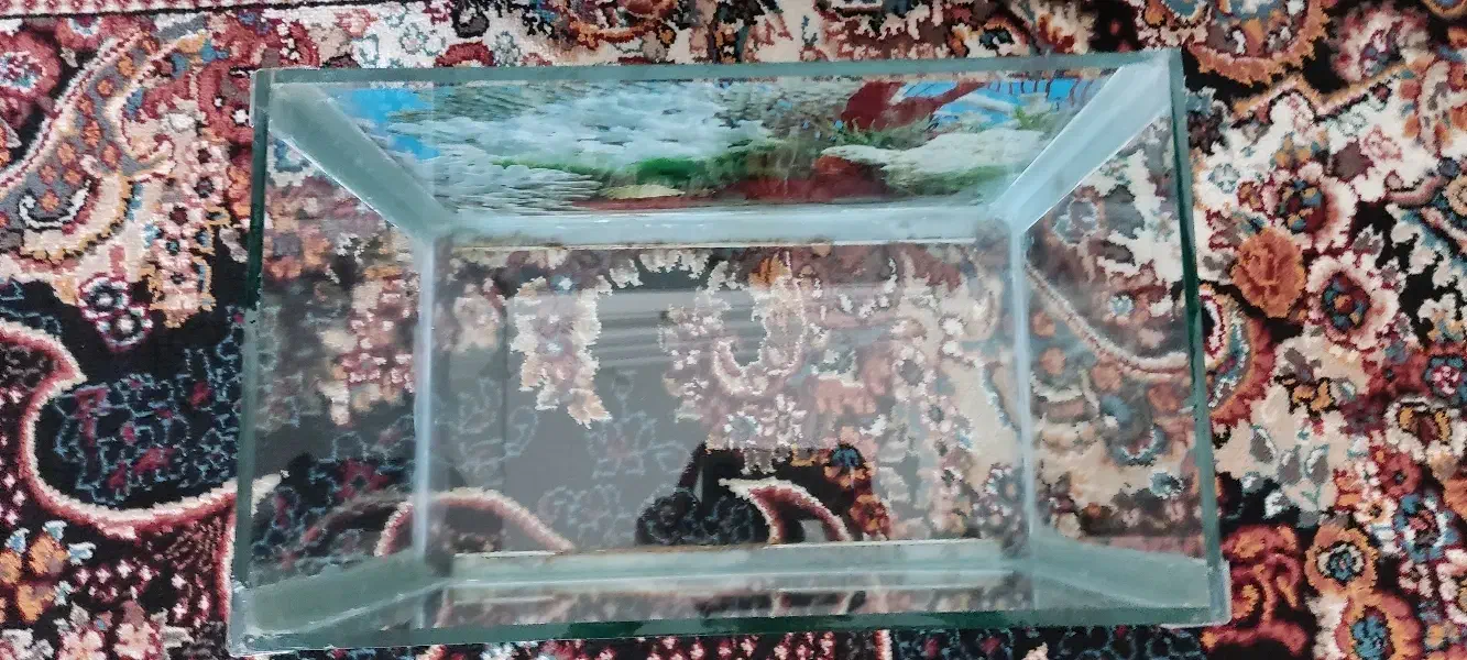 ماهی|ماهی|سنندج, |دیوار