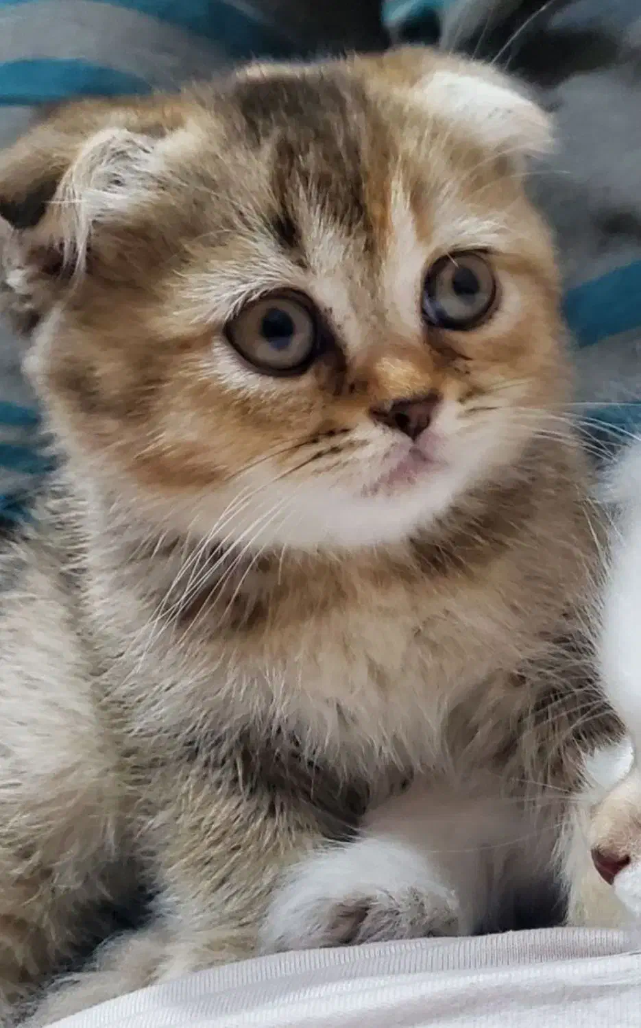 بچه گربه اسکاتیش دبل فولد تبی اصیل ومهربون|گربه|بیرجند, |دیوار