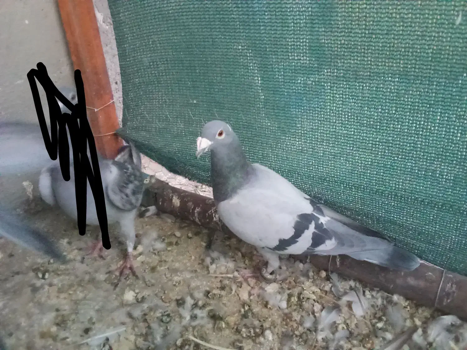 کبوتر|پرنده|رشتخوار, |دیوار