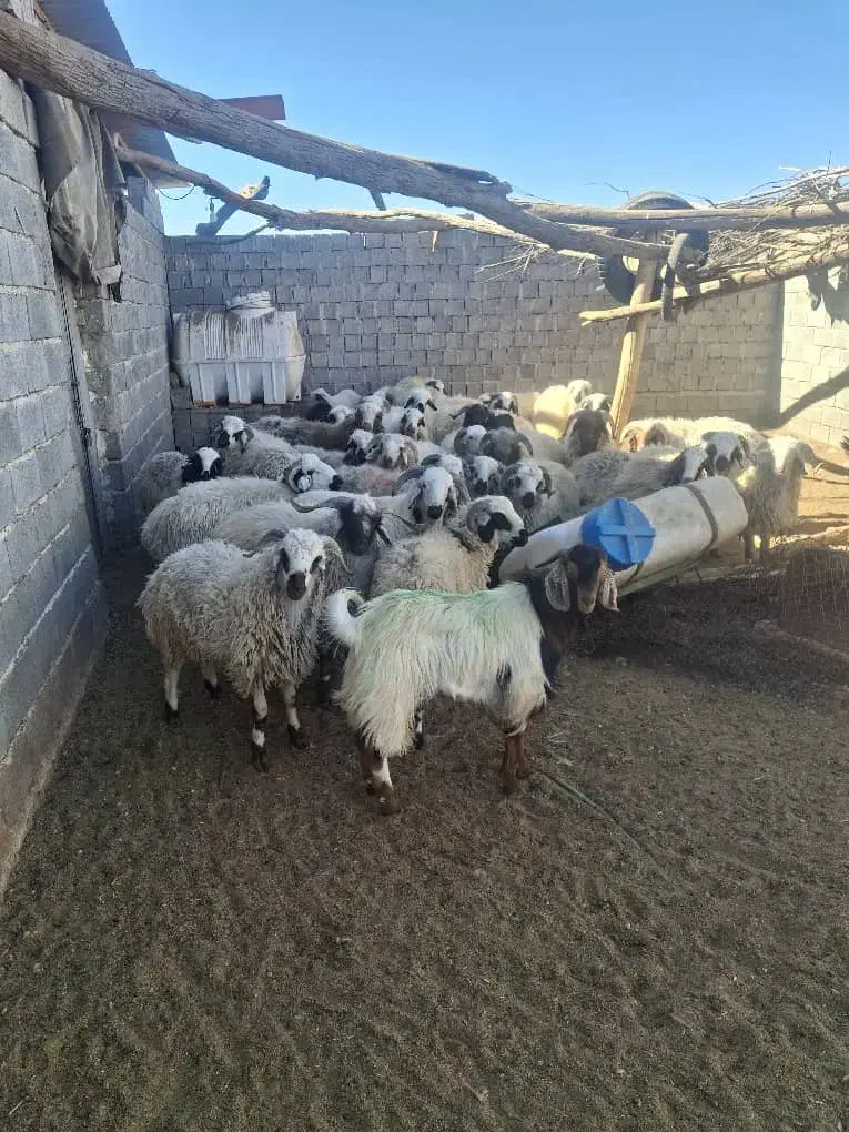 بره سفید شاخی صادراتی|حیوانات مزرعه|حنا, |دیوار