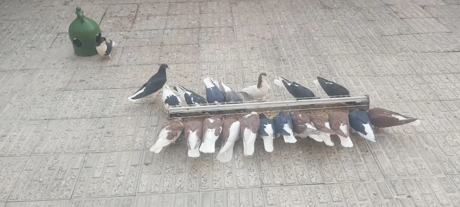 سیاهپوش|پرنده|قزوین, |دیوار