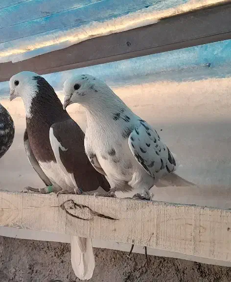 کبوتر پرشی|پرنده|پیر بکران, |دیوار