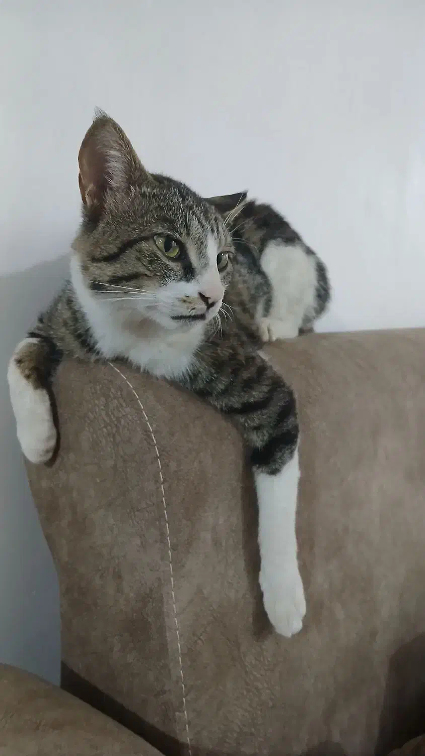 گمشده|حیوانات|صادق آباد, |دیوار