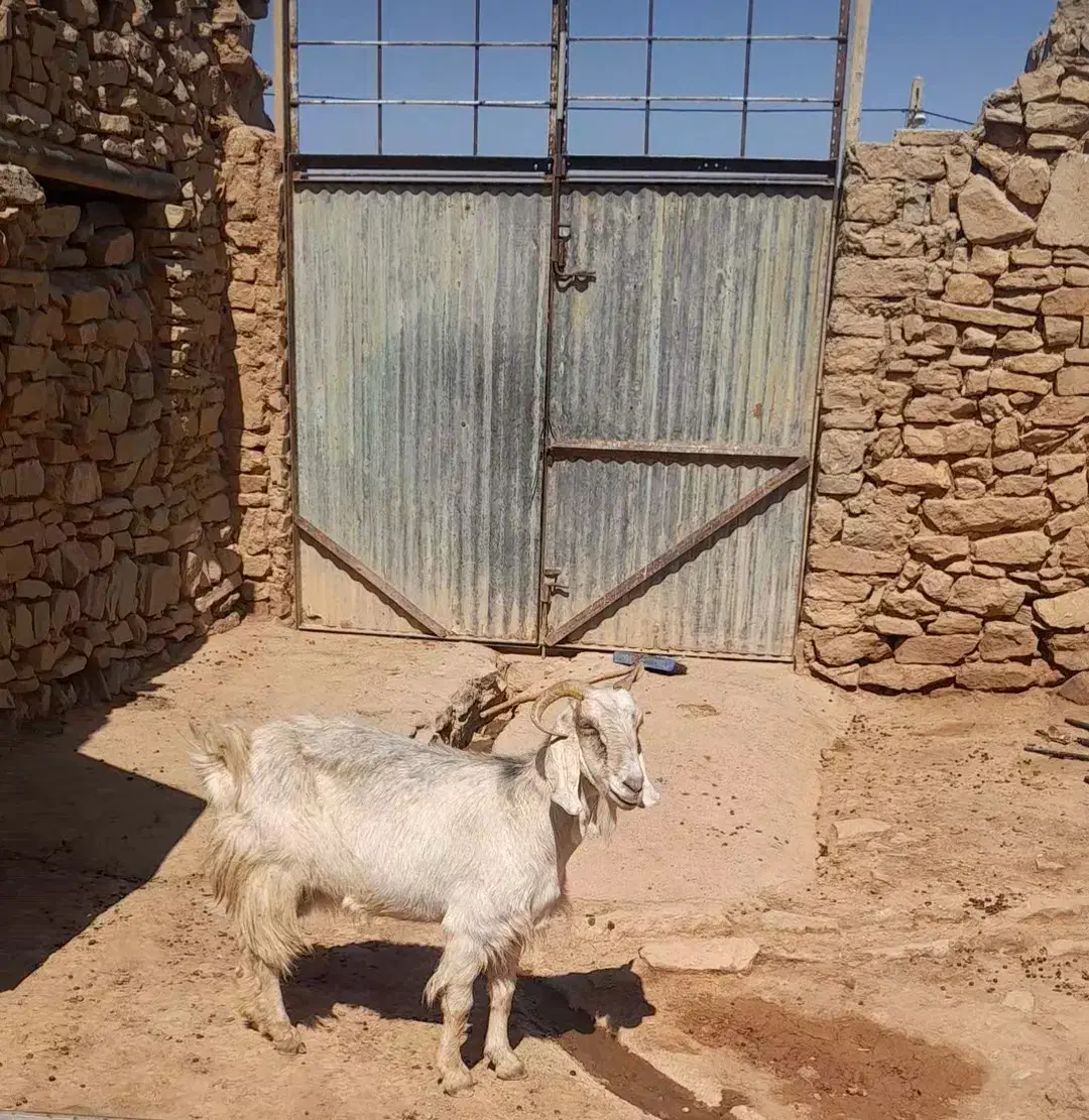 بز جوان|حیوانات مزرعه|مسجد سلیمان, |دیوار