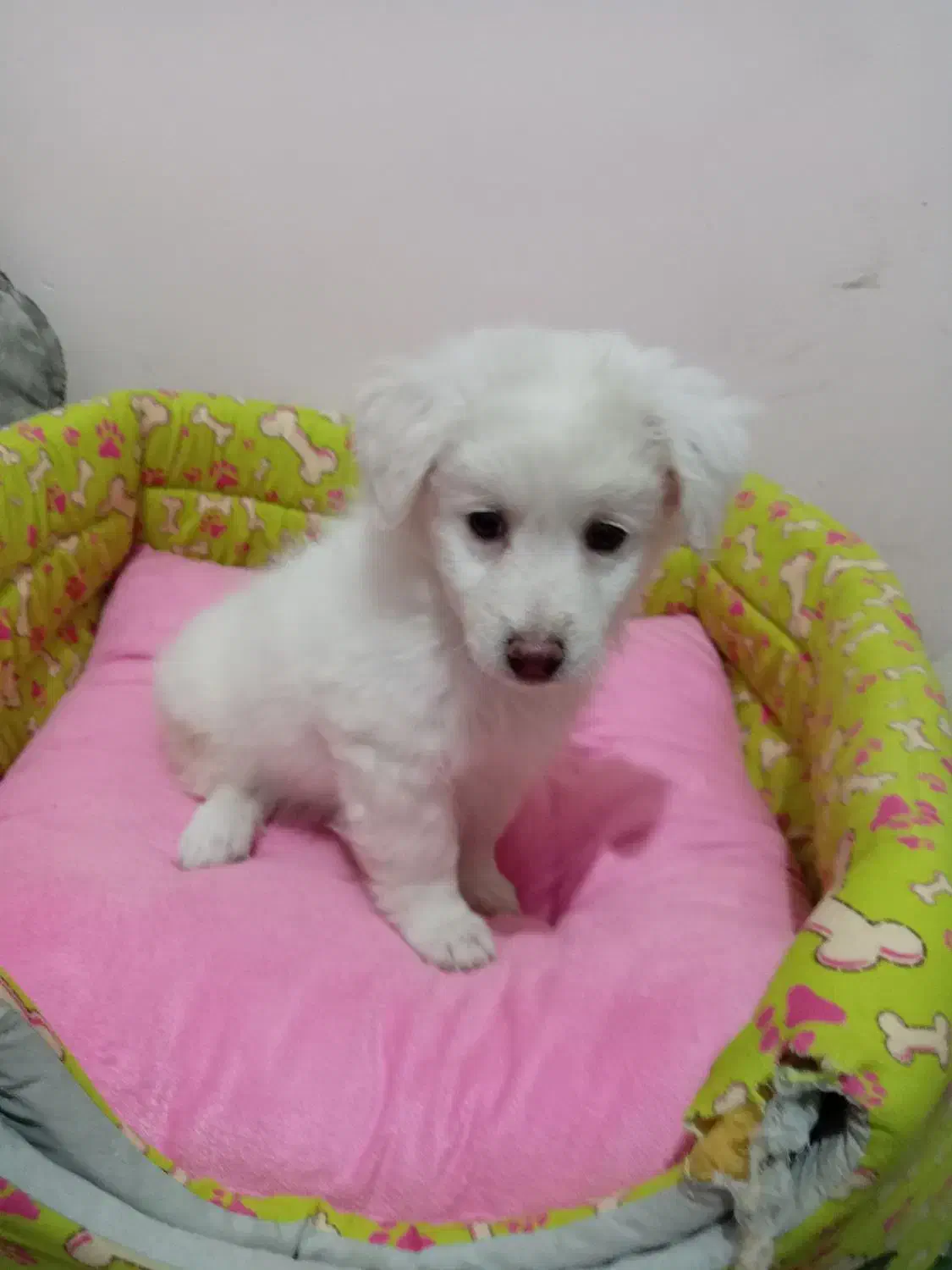 توله شیتزو اشپیتز|سگ|مشهد, شاهد (شهرک غرب)|دیوار