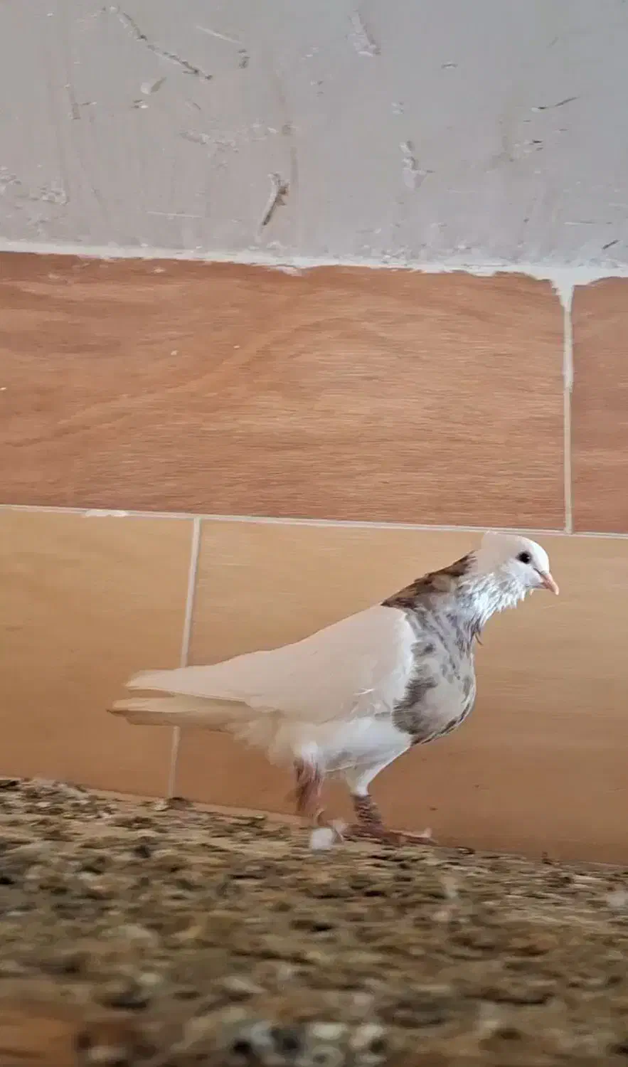 کبوتر|پرنده|بندر گناوه, |دیوار