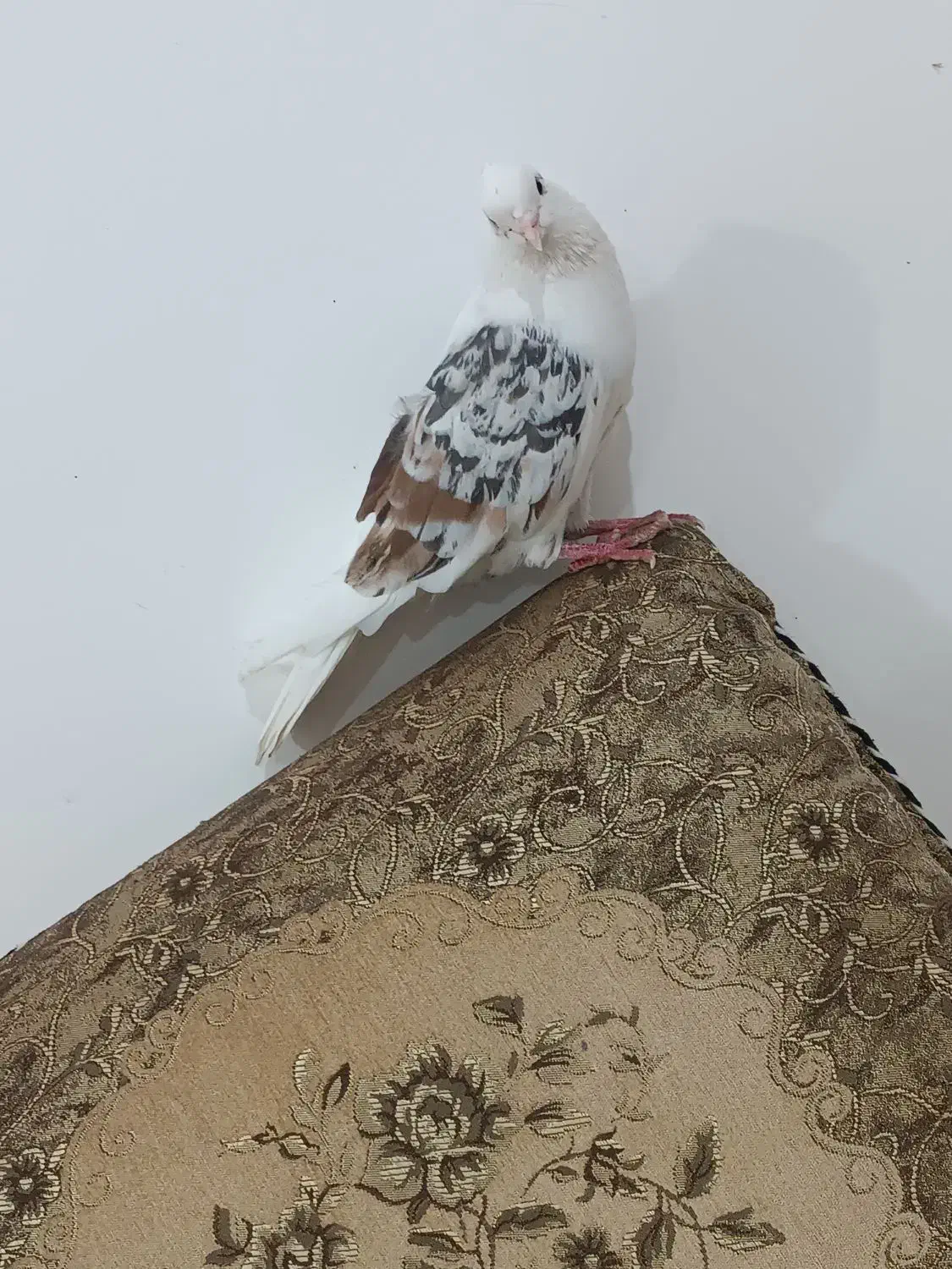 این کبوتر کمشده|حیوانات|شوشتر, |دیوار