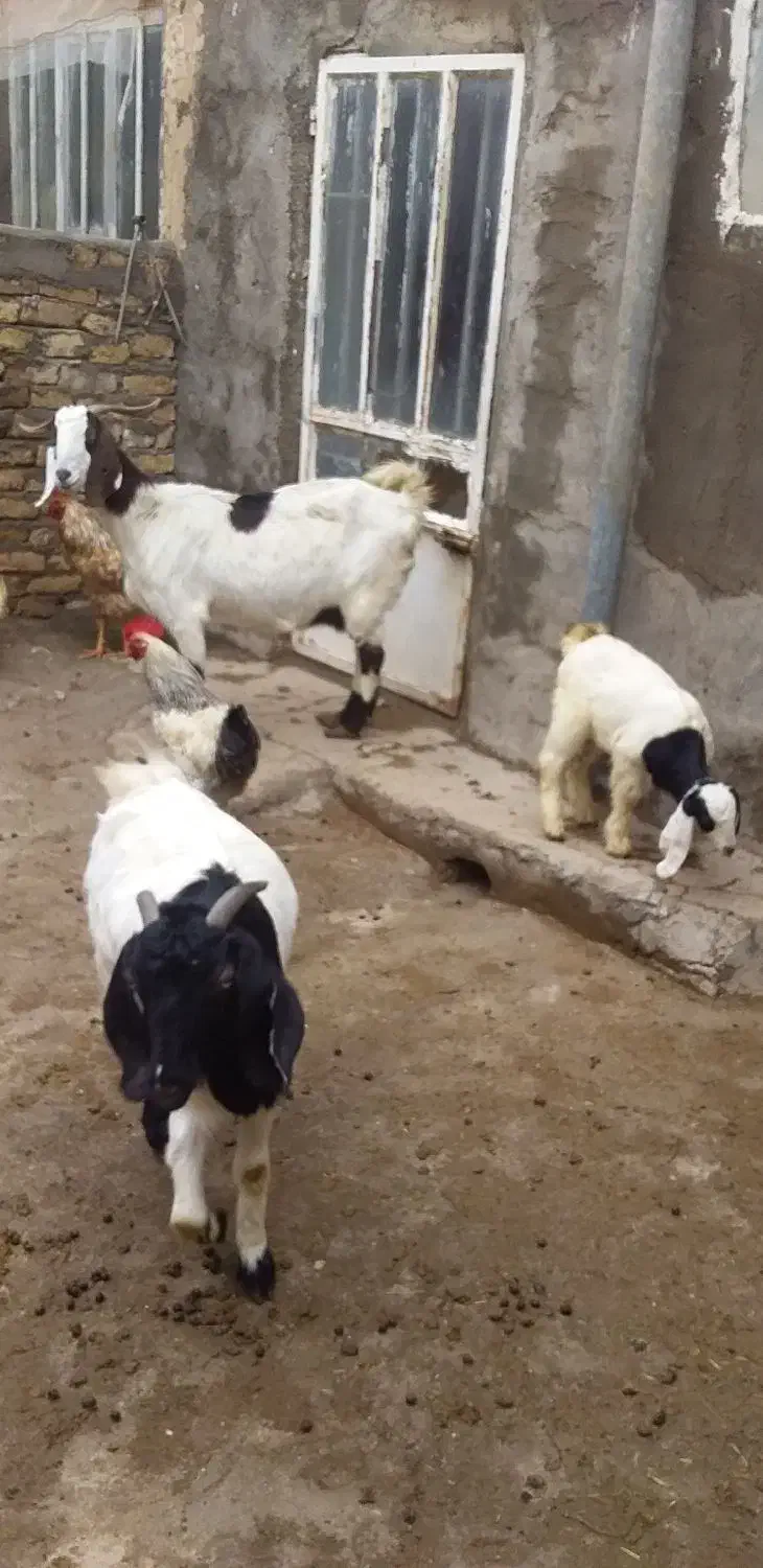 بزشیری|حیوانات مزرعه|فاروج, |دیوار