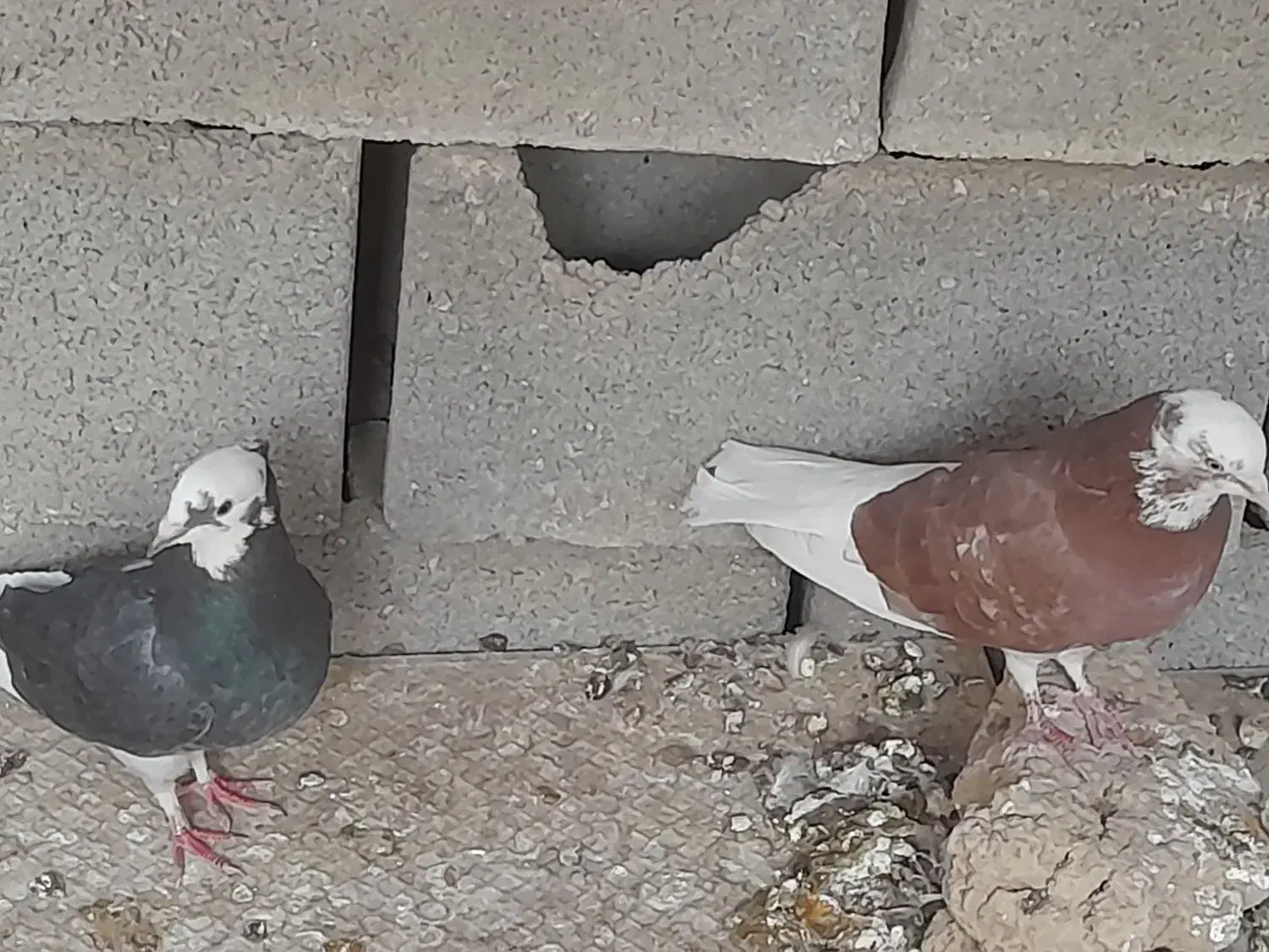 دوجفت کبوتر با تخم و جوجه|پرنده|نجفآباد, گلدشت|دیوار