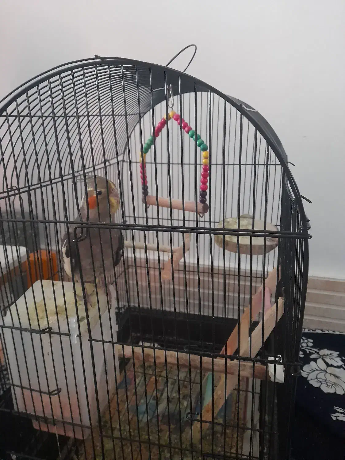 عروس هلندی|پرنده|گیلوان, |دیوار