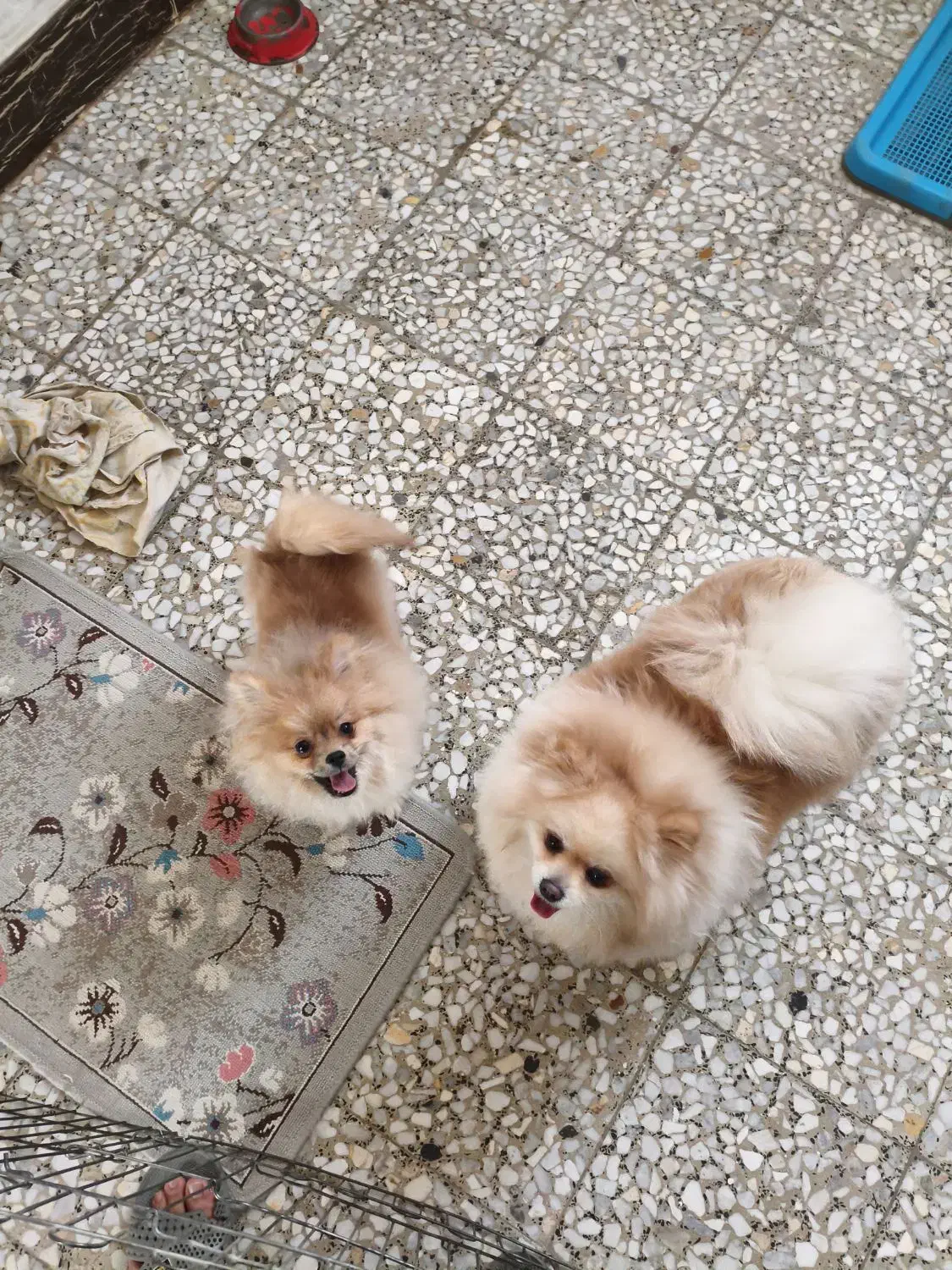 پامر خرسی ماده|سگ|اصفهان, امیرعرب|دیوار