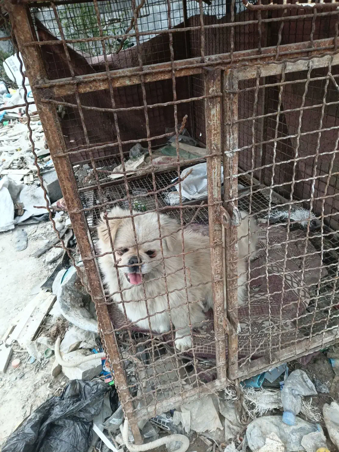 پکنیز|سگ|چالوس, |دیوار