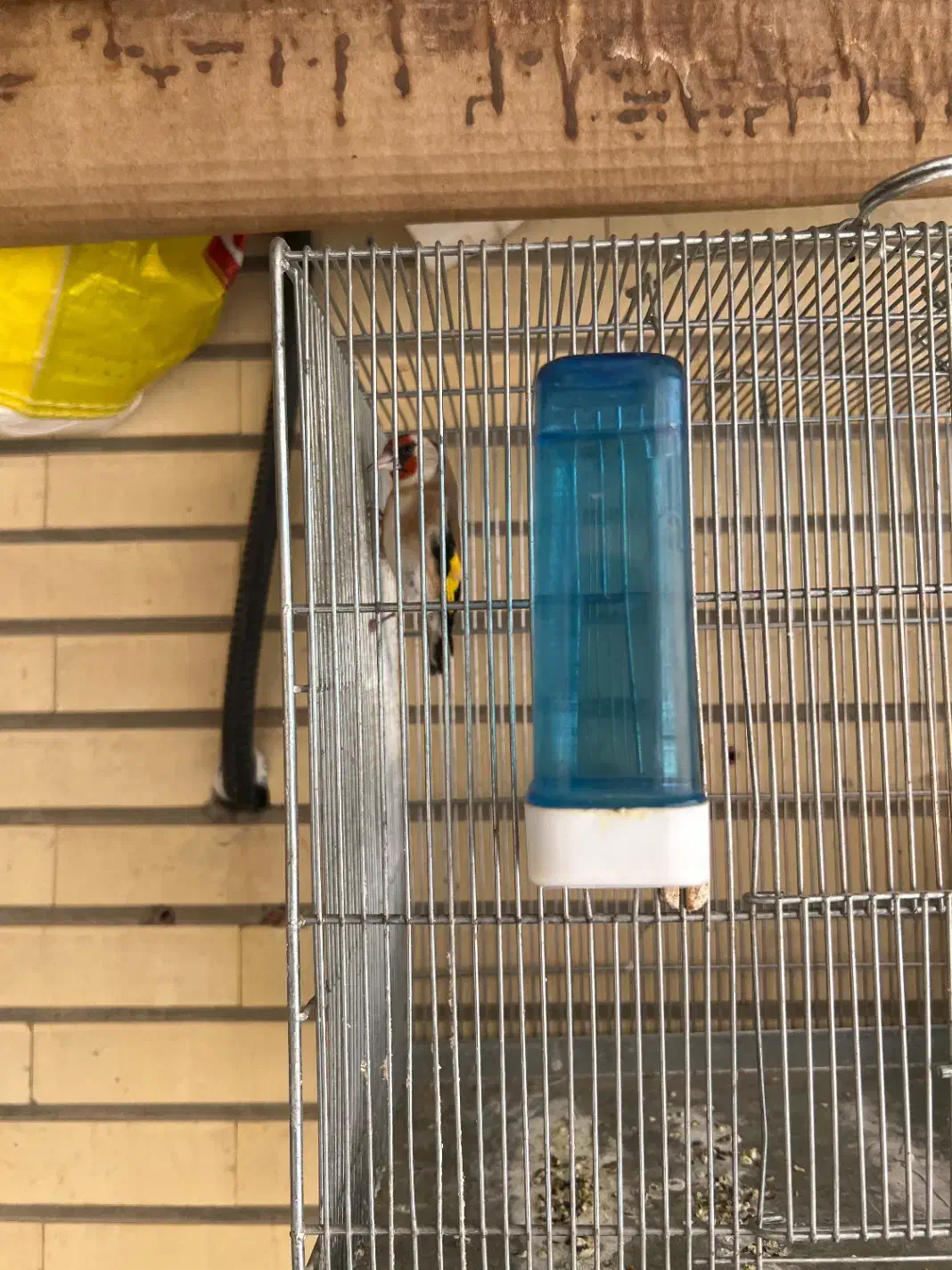 سهره ماده|پرنده|فولادشهر, B8|دیوار