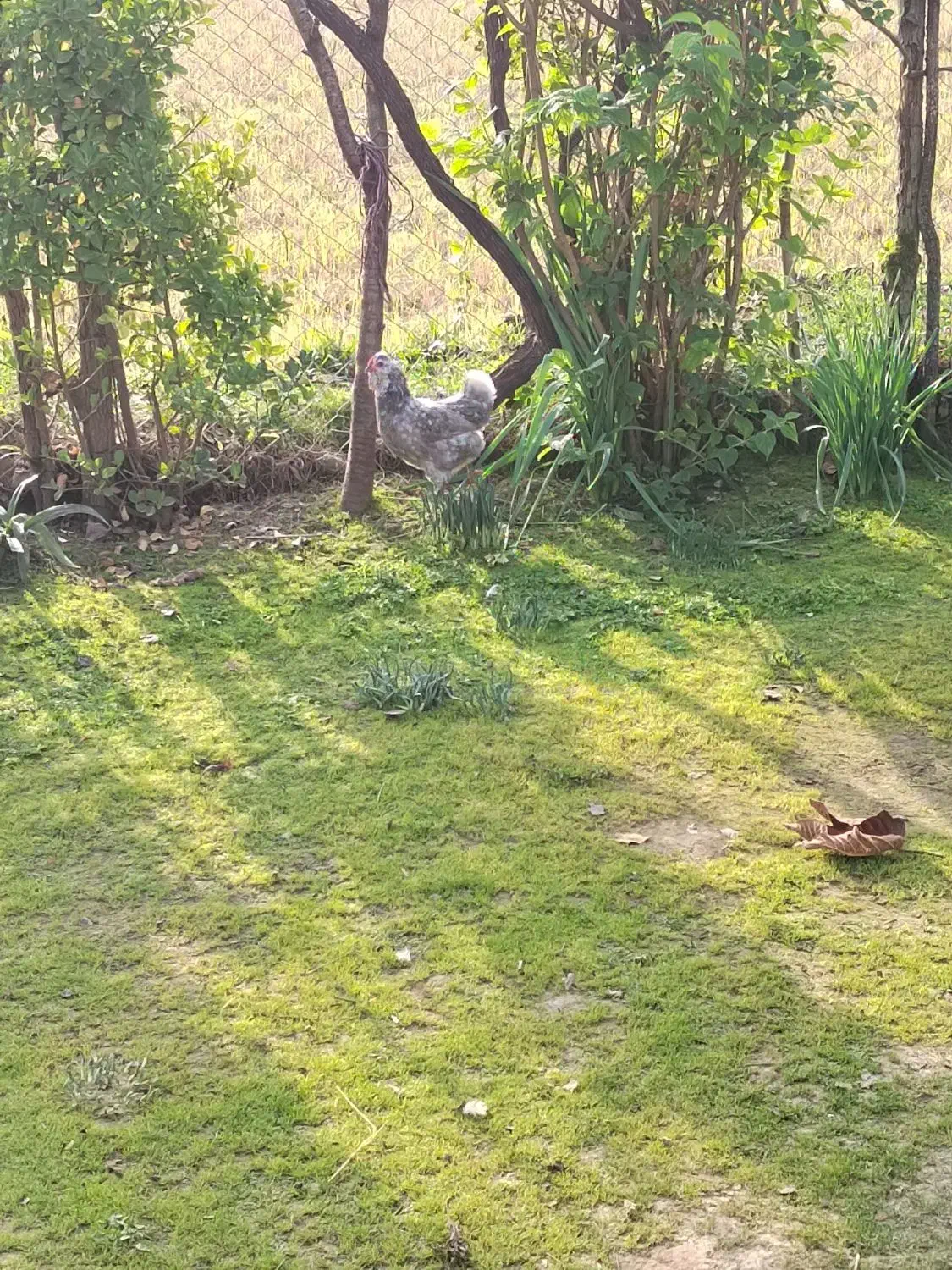 تخم مرغ گلین|حیوانات مزرعه|رضوانشهر, |دیوار