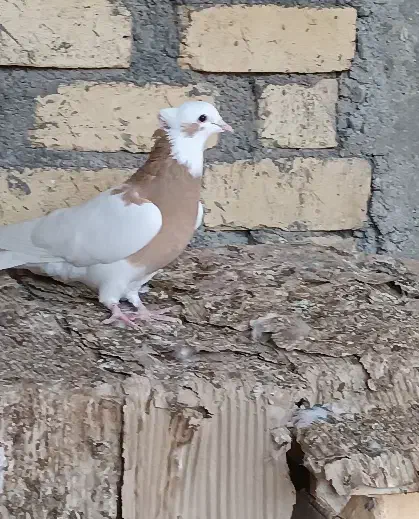 جفت طوقی زرد خالسیاه لامرد|پرنده|لامرد, |دیوار