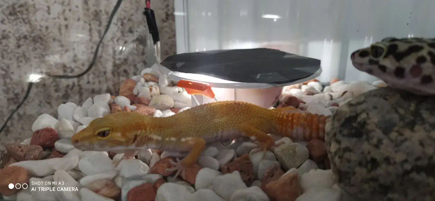 معاوضه کگو ماده با کگو نر|خزنده|کرج, کمال‌شهر|دیوار