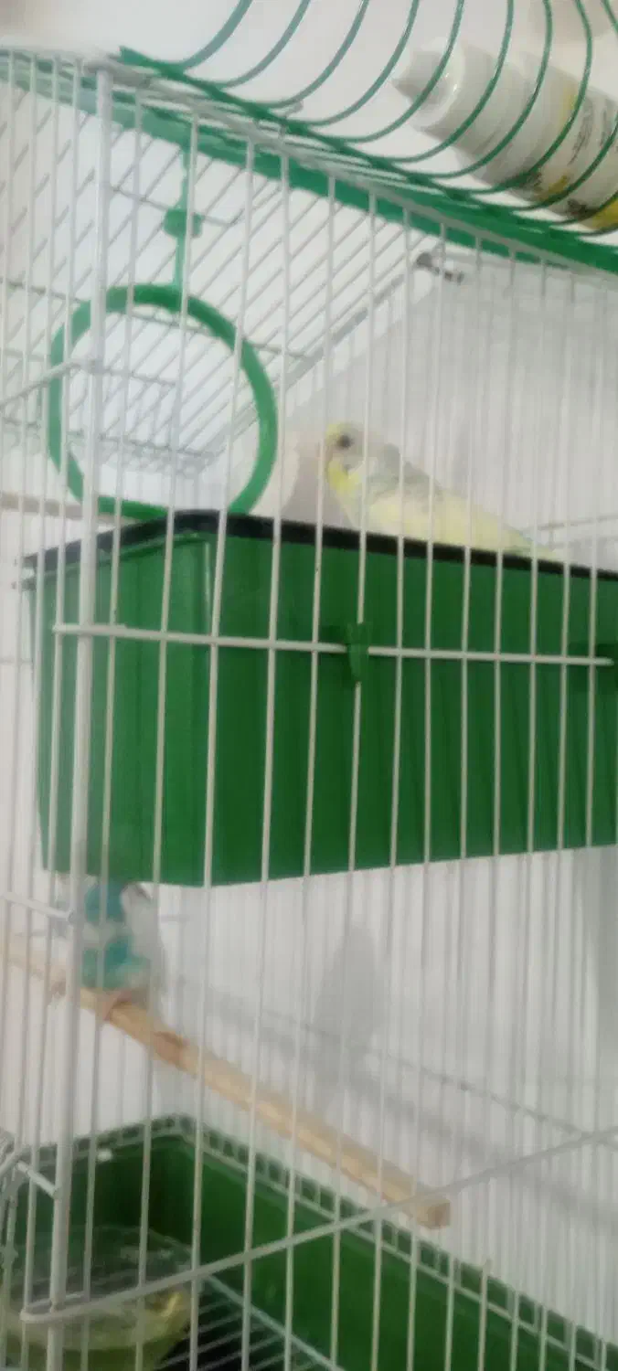 مرغ عشق|پرنده|چناران, |دیوار