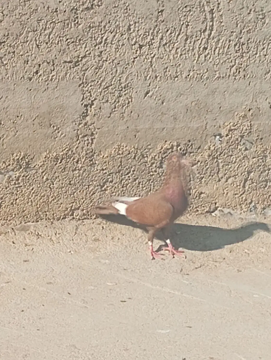 11عدد کفتر غریب|پرنده|بجنورد, |دیوار