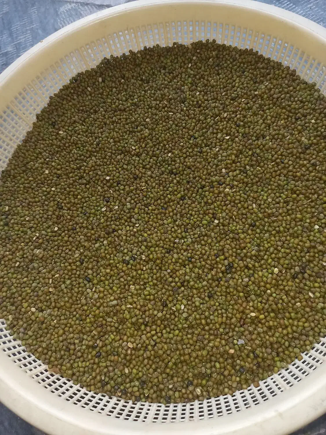 کنجد وماش وعدس|خوردنی و آشامیدنی|دوگنبدان, |دیوار