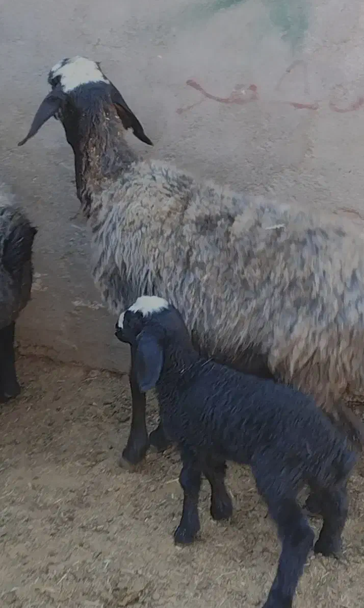 گوسفندشال|حیوانات مزرعه|شال, |دیوار