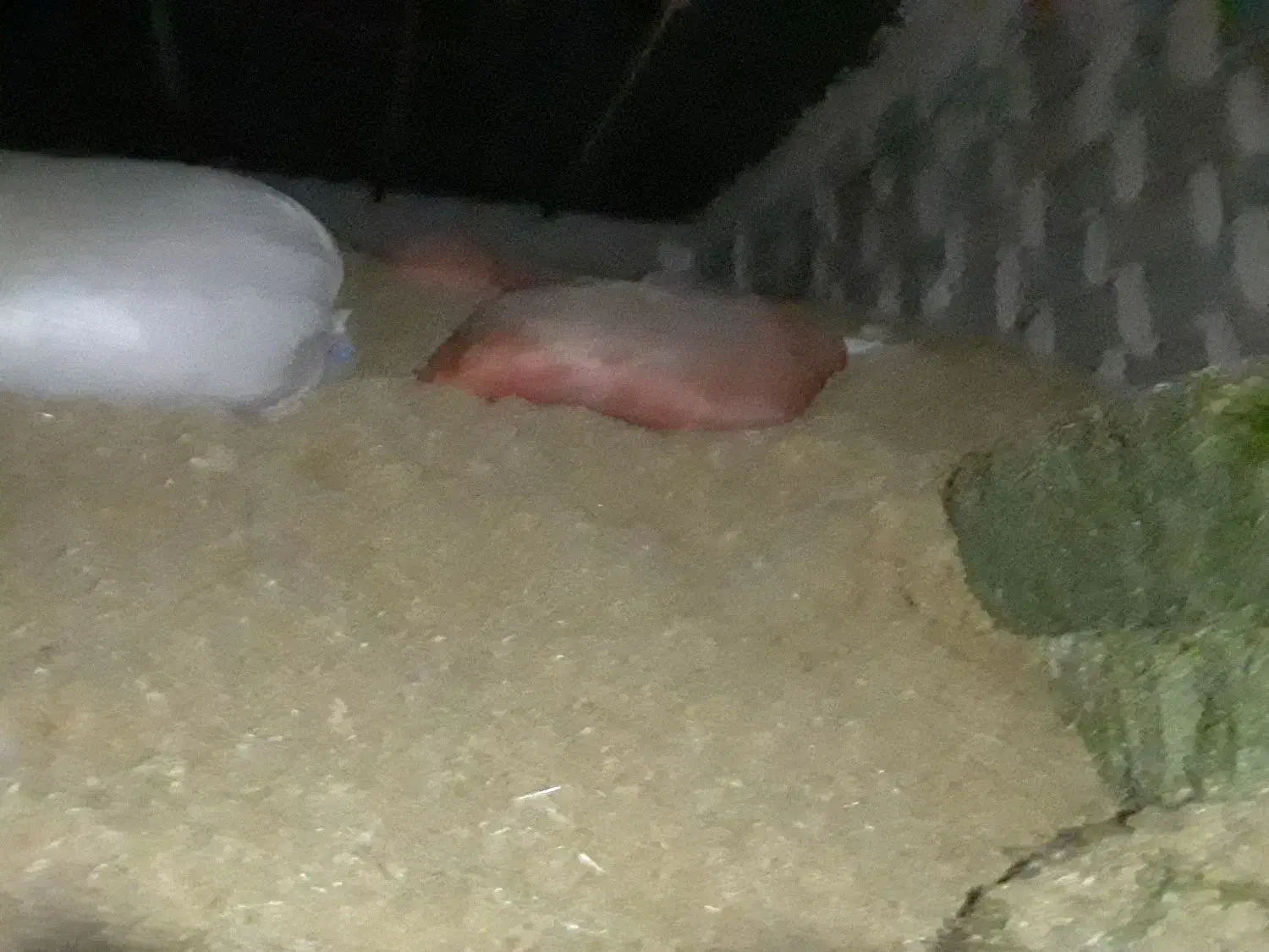 کاه گندم دیم.|لوازم جانبی حیوانات|بیستون, |دیوار