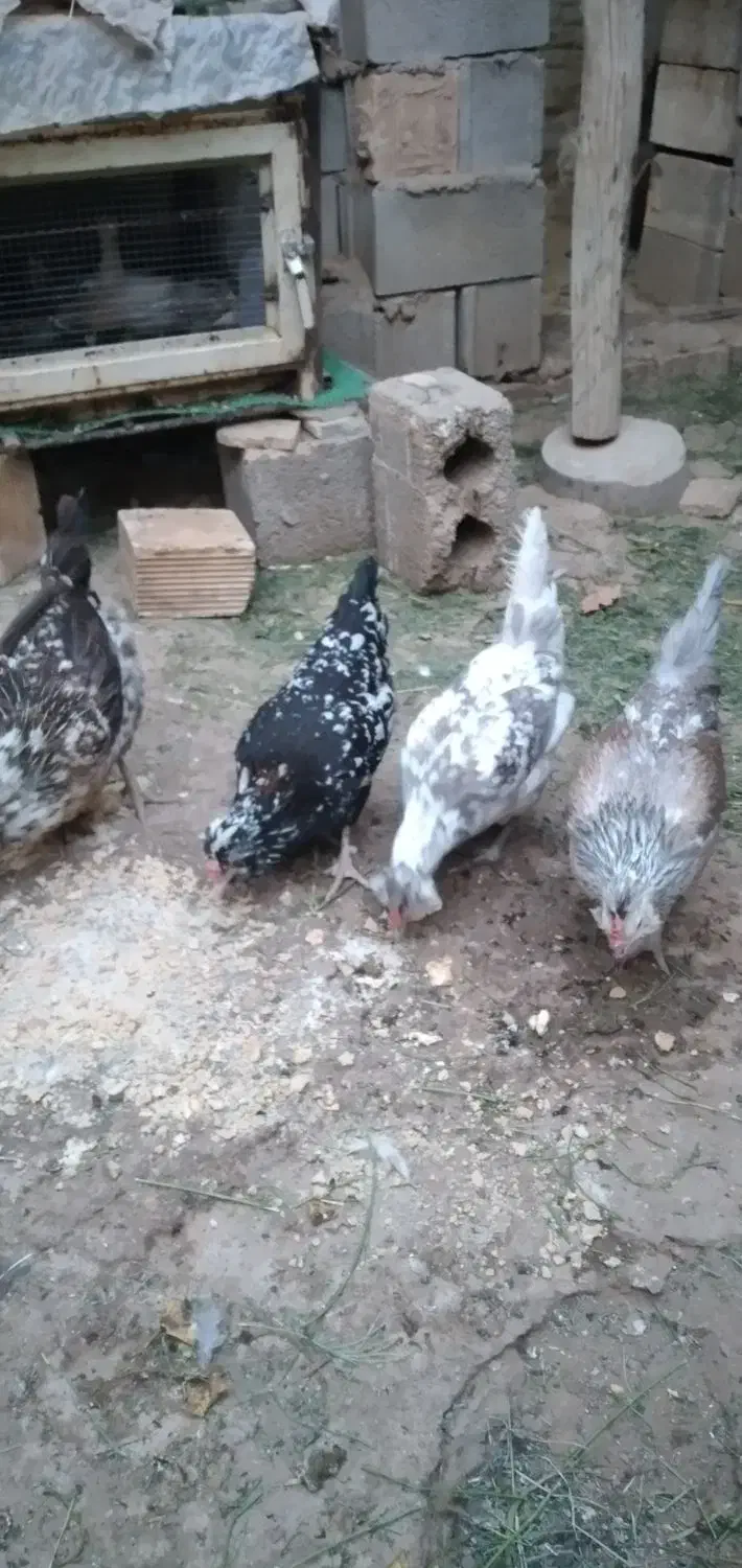 تخم اصیل پرخال|حیوانات مزرعه|خمینیشهر, |دیوار