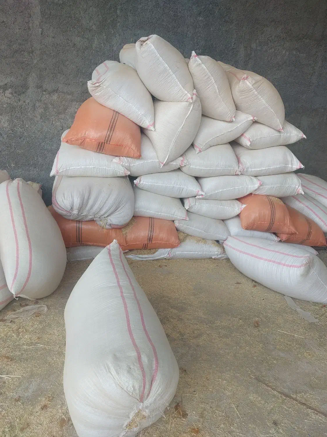 کاه گندم|لوازم جانبی حیوانات|الشتر, |دیوار