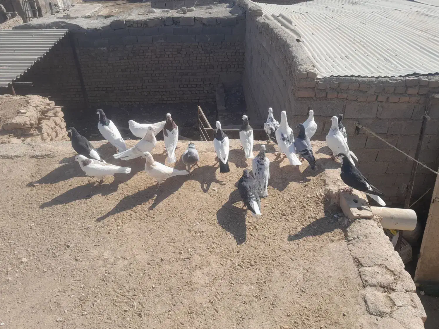 کبوتر جفتگاه و پرشی|پرنده|طاغنکوه, |دیوار