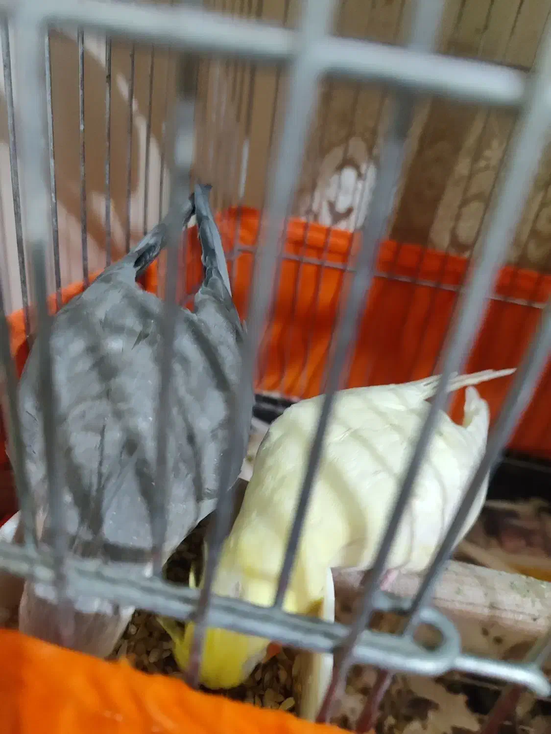 یک جفت عروس هلندی|پرنده|ری, علایین|دیوار