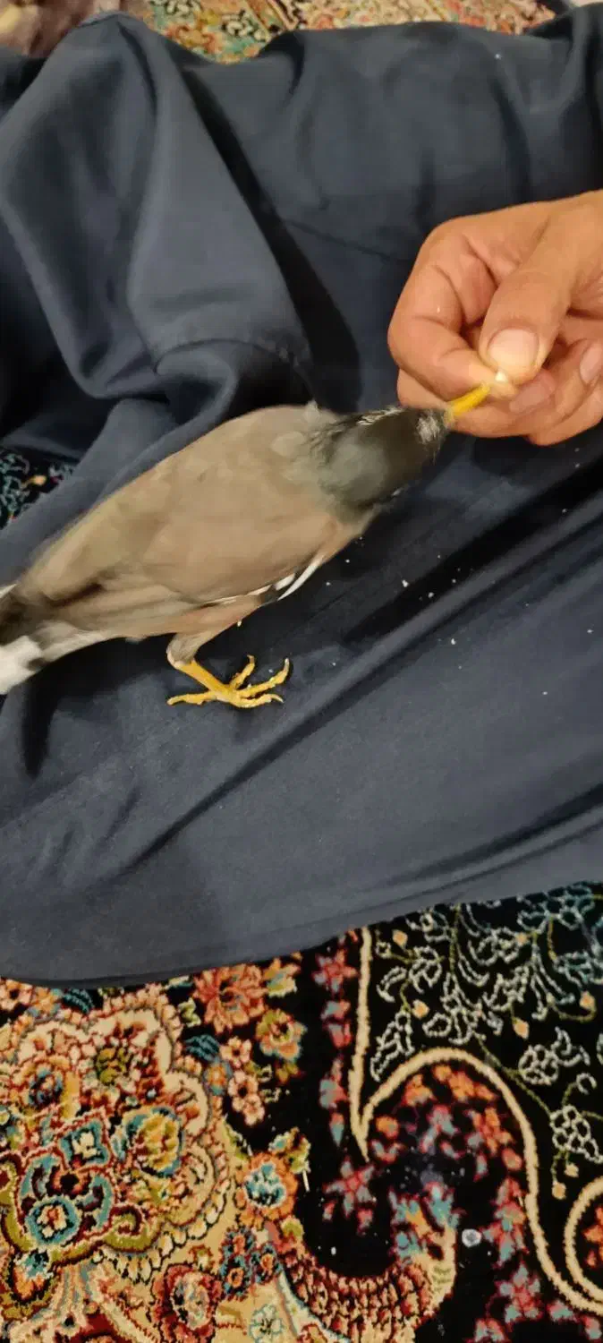 مرغ مینا رام دستی|پرنده|شهریار, شهرک بهاران (ویره)|دیوار