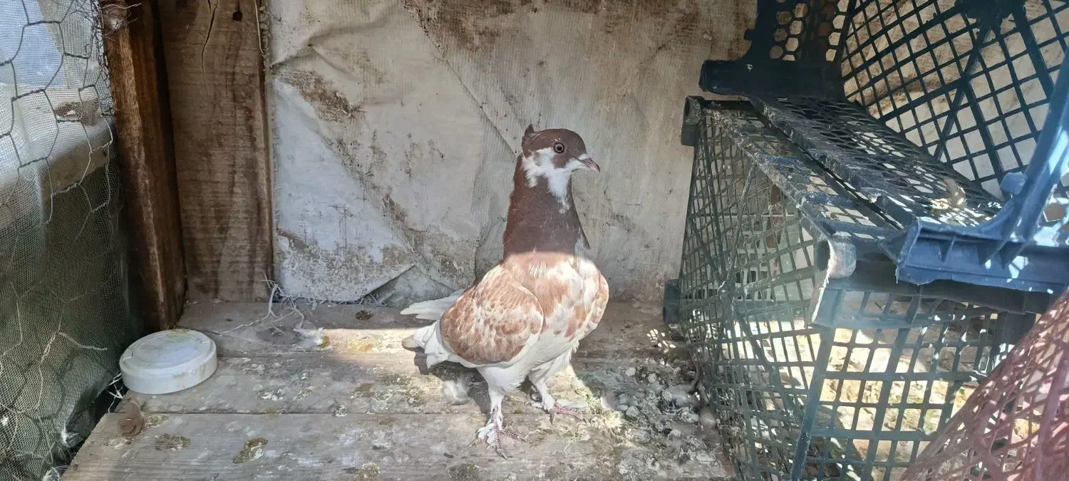 کفتر‌پرشی|پرنده|قم, نخودی|دیوار