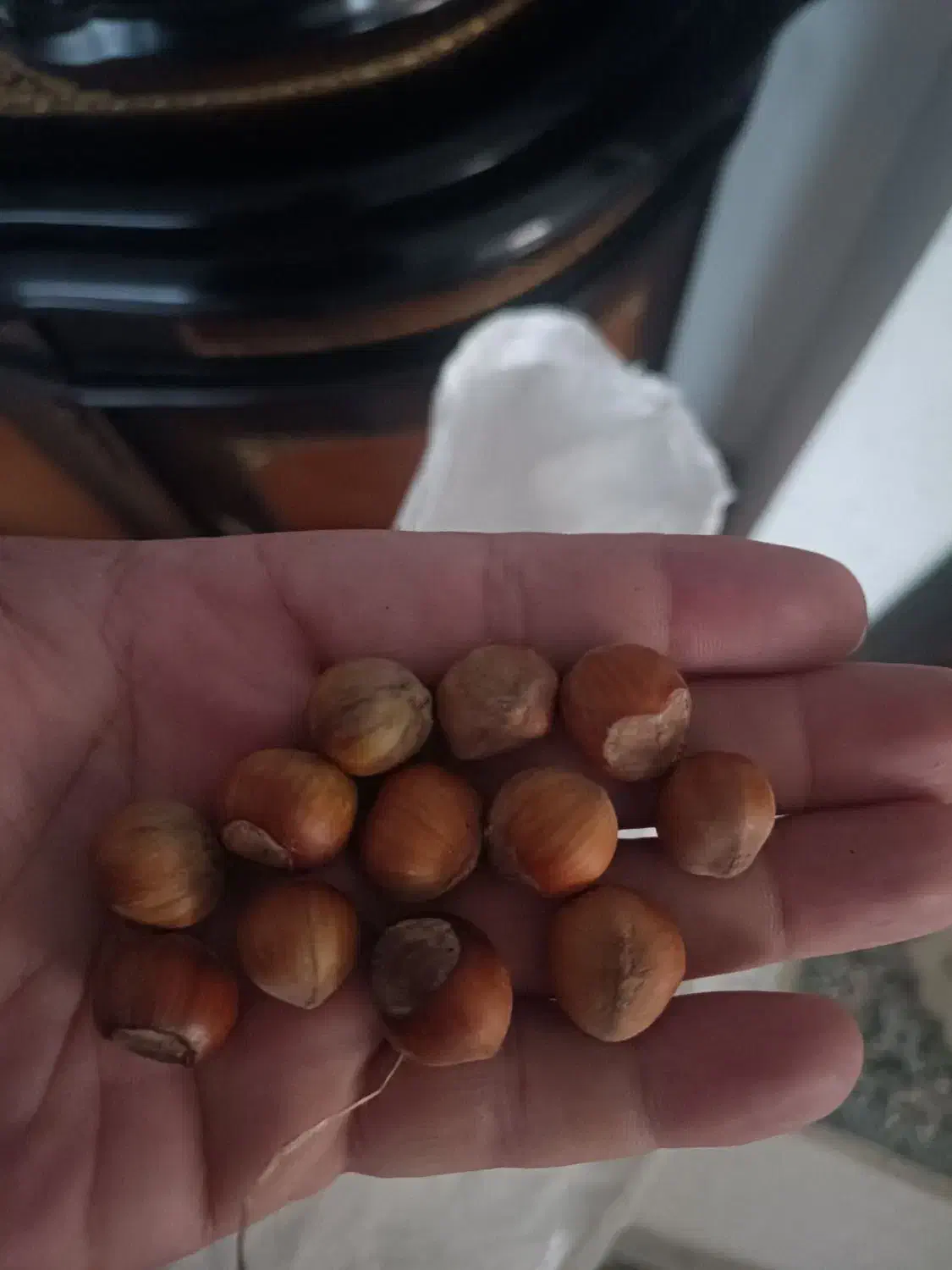 خشکبار|خوردنی و آشامیدنی|قم, جوی شور|دیوار