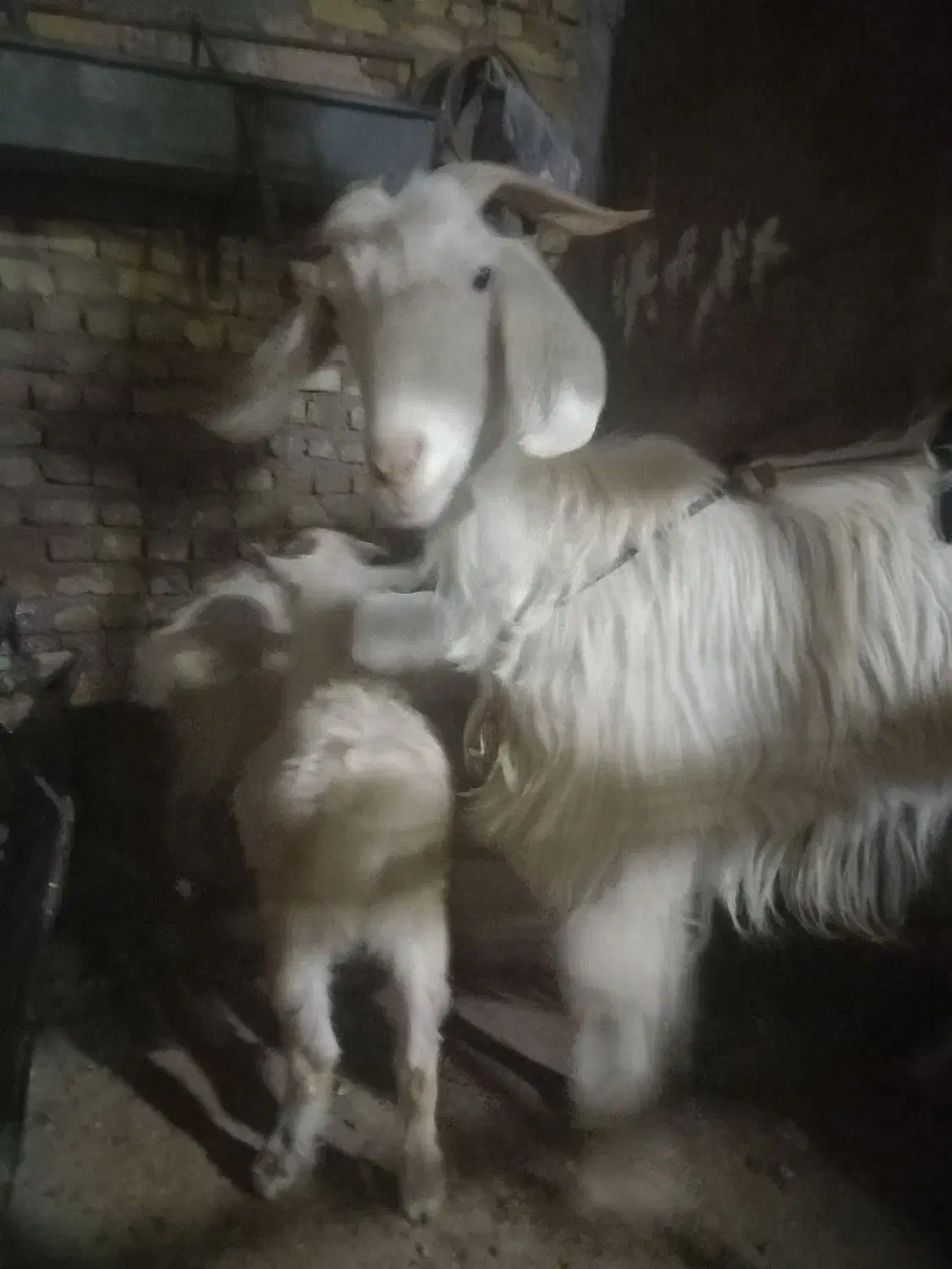 بزوبزغاله سانن|حیوانات مزرعه|تربت‌حیدریه, کلاته توکلی|دیوار