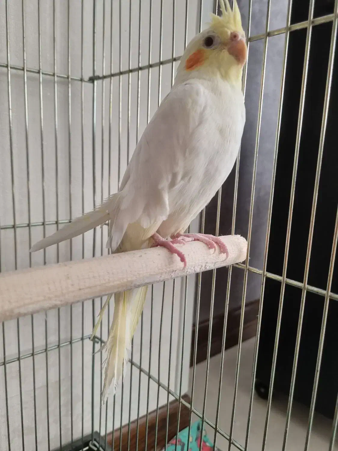 عروس هلندی جف تخم گذار|پرنده|اصفهان, ارغوانیه|دیوار