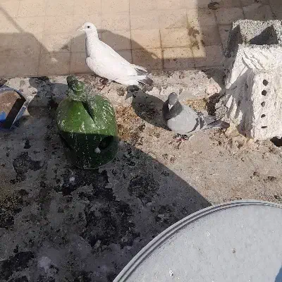 یه جفت کفتر آلمانی مسافتی|پرنده|پاکدشت, خاتون آباد|دیوار